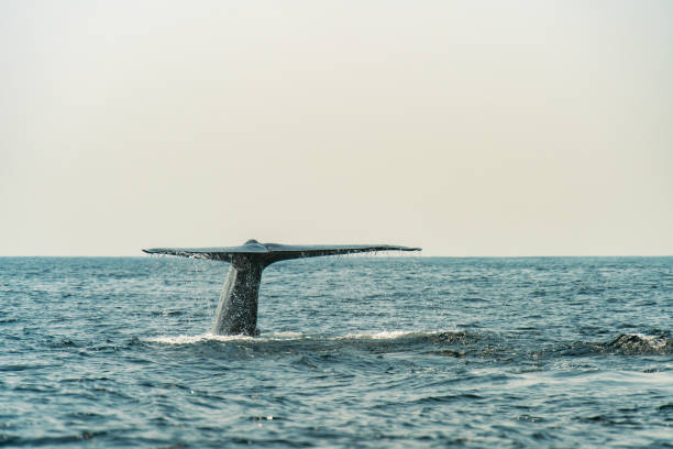 istock Humpback whale tail flicking up. Seascape with a whale tail. Megaptera novaeangliae 1344361708