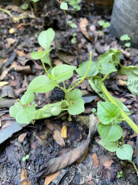 istock Peperomia pellucida plant in nature garden 1344363249