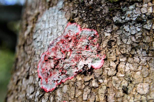 istock Detail of red lichen on tree trunk 1344365495