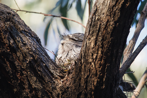 Tawny Frogmouth nesting on top of its chicks.