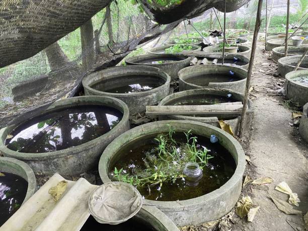 istock betta fish farm in country Thailand 1344367627