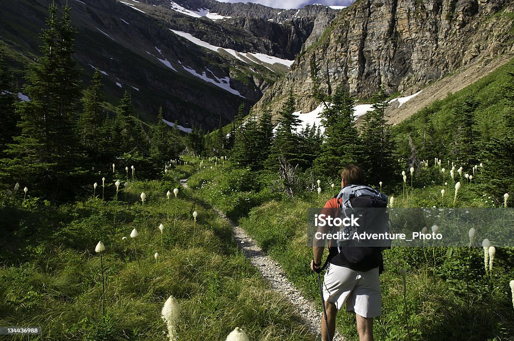 Caminhante tem Scenic WIldflower Meadow no Parque Nacional Glacier - Foto de stock de Longa Caminhada royalty-free