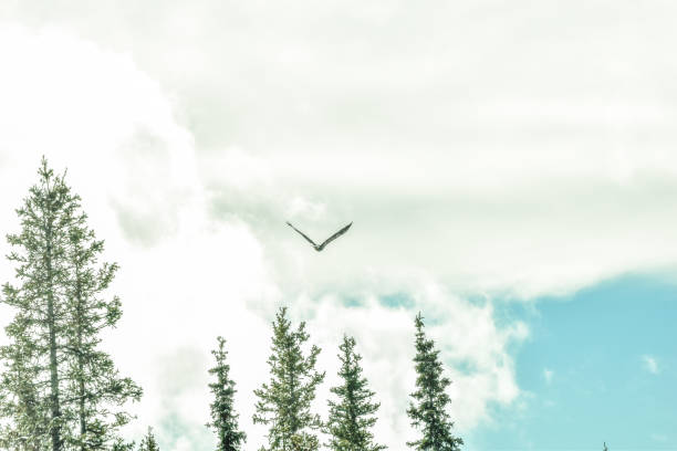 istock Eagle of Alaska 1344370035