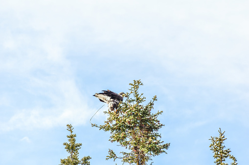 A golden eagle looks out from a tree. The eagles of Valdez, Alaska can be seen in trees and alongside the river banks. On this day in fall, the golden Eagle was a stunning sight to see.