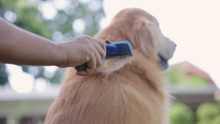 Rear view of Golden Retriever under grooming care