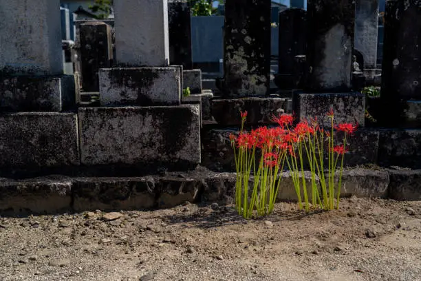 Cluster amaryllis blooming in a Japanese cemetery