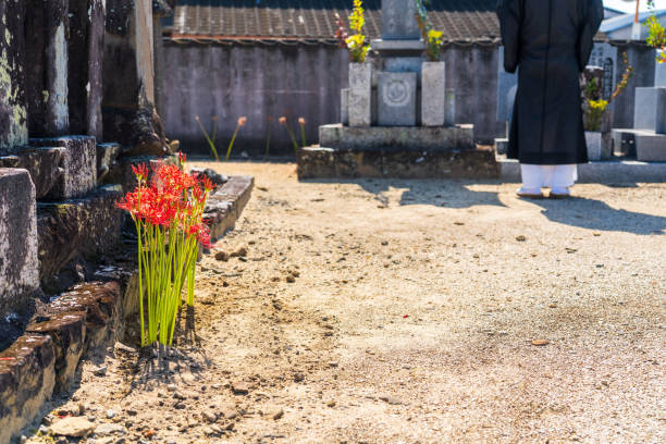 A monk praying in front of cluster amaryllis
