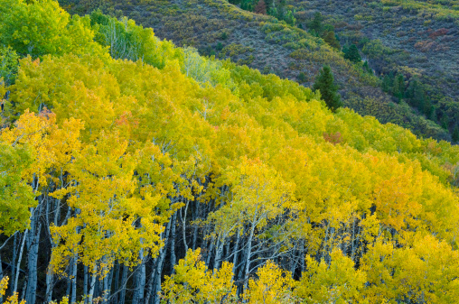 Autumn Aspens in Meadow Turning Gold Fall Colors.  Aspens in Meadow Turning Gold