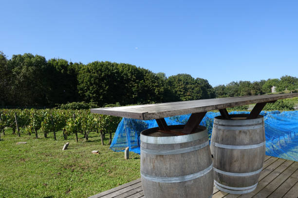 istock Vineyard  Harvest  Wine tasting  Bar Wine barrels 1344379112