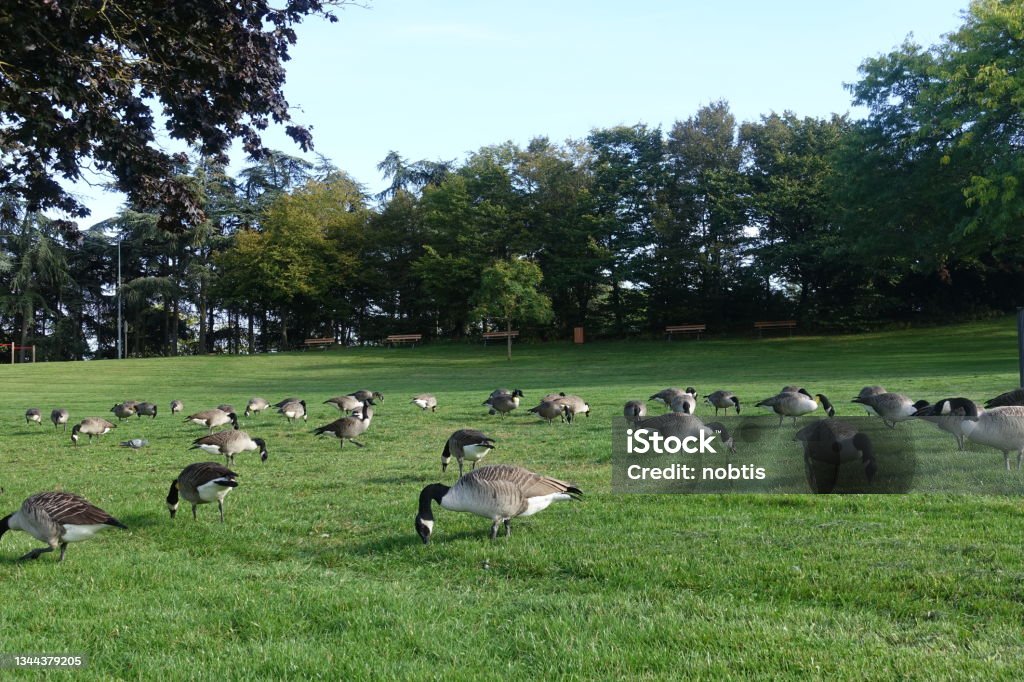 A swarm of wild geese "Canada Geese" in a wooded public park   Île-de-France Goose - Bird Stock Photo