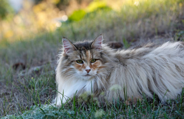 istock Beautiful cat in the grass 1344380189