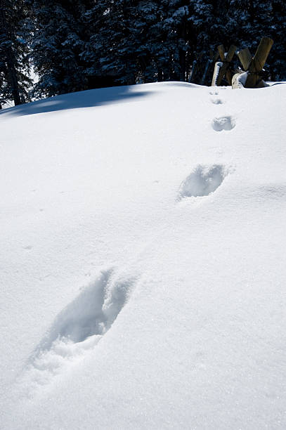 istock Animal Tracks - Rabbit Footprints in the Snow 134438046
