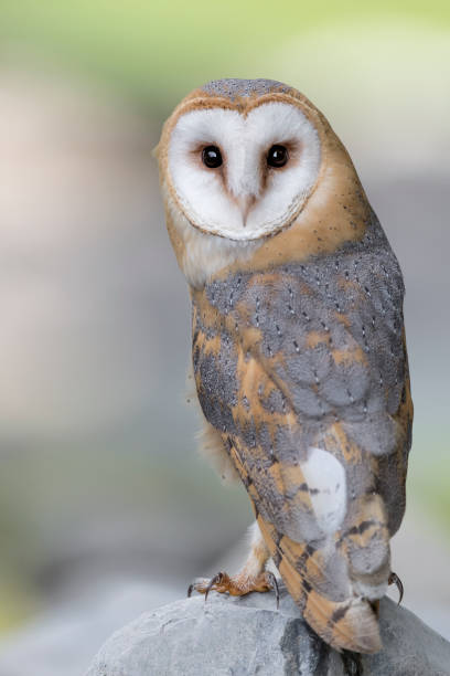 istock Barn owl perched on the rock looking at camera (Tyto Alba) 1344380485