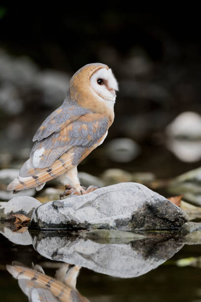 istock The wonderful Barn owl on the river bed (Tyto Alba) 1344381140