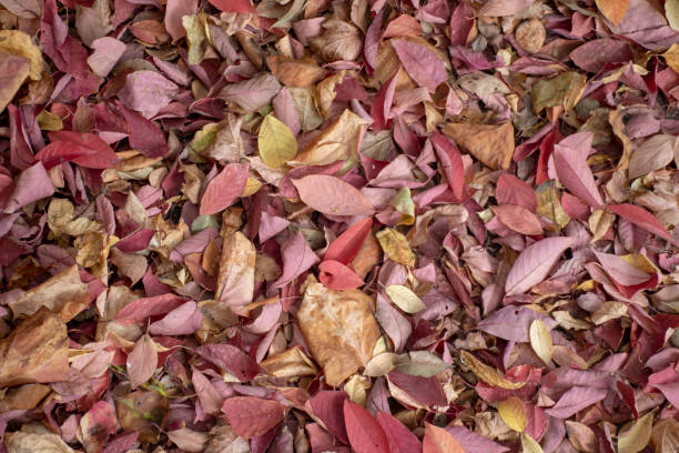 istock Autumn. Yellow fallen leaves on the ground 1344381360