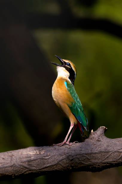 Indian Pitta calling in breeding season