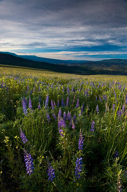 istock Alpine Lupine Wildflowers in a Meadow 134438158
