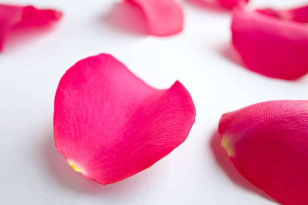 istock Colorful Pink Rose Petals 134438164