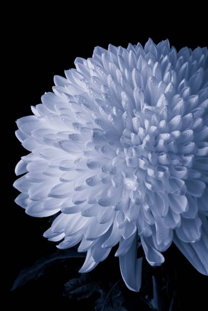 istock blue chrysanthemum growing on black background 1344382161