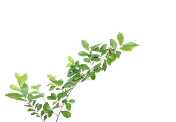 istock Branch with green fresh foliage leaves isolated on white background 1344383721