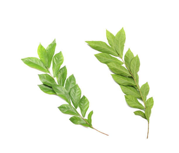 istock Branch with green fresh foliage leaves isolated on white background 1344383724