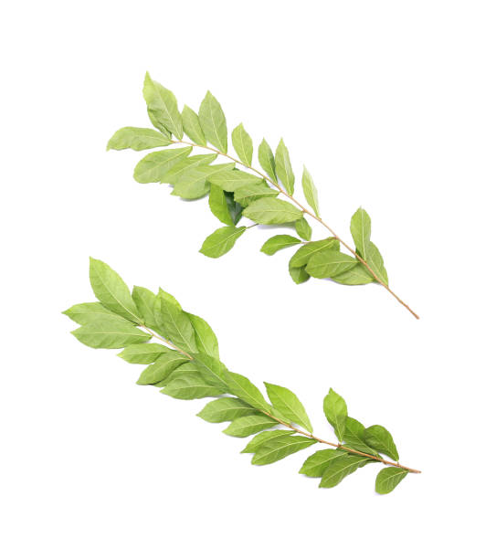 istock Branch with green fresh foliage leaves isolated on white background 1344383725