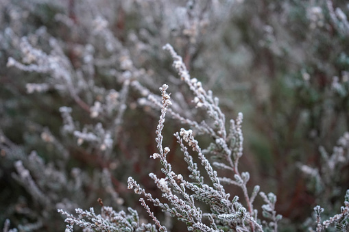 Close up of frost covered heather