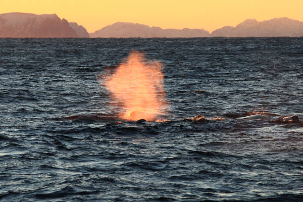 istock sperm whales, Physeter macrocephalus, blowing off Andenes, Norway 1344384562