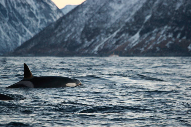 istock orca or killer whale, Orcinus orca, observed off Andenes, Norway 1344384579