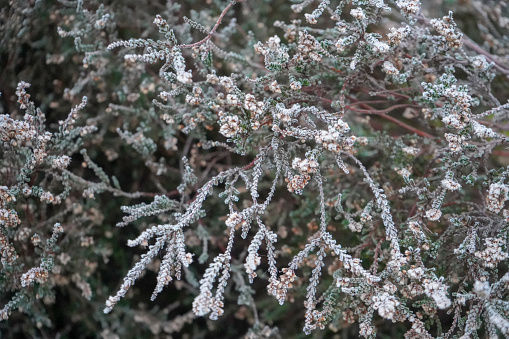 Close up of frost covered heather