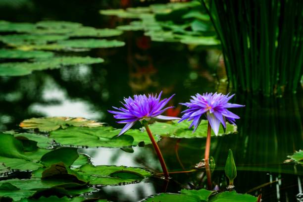 istock water Lily blooming in the pond in summer 1344385989