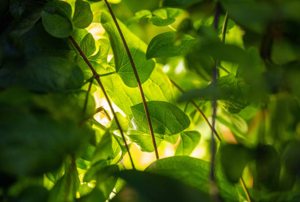 잎 사이 반짝이는 녹색 아침 조명 - leafes 뉴스 사진 이미지