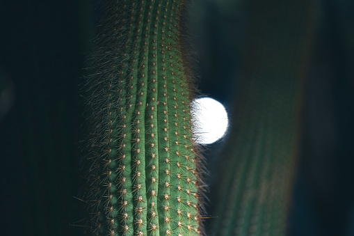 Big cactus plant with sharp needles seen in the evening in the wild west cowboy landscape.