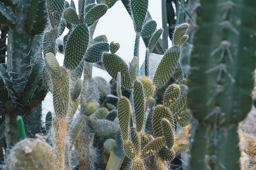 Detail of a cactus inside the Jardín de Cactus