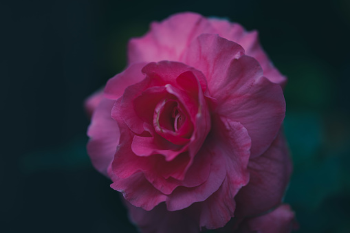 Single pink rose in the dark.