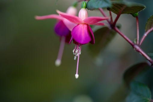 Close up of a single pink flower seen in the wild.