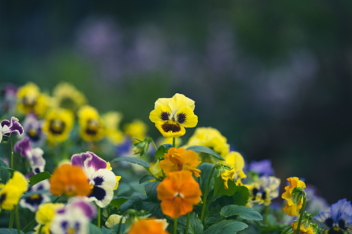 Garden pansy flowers in multiple colors