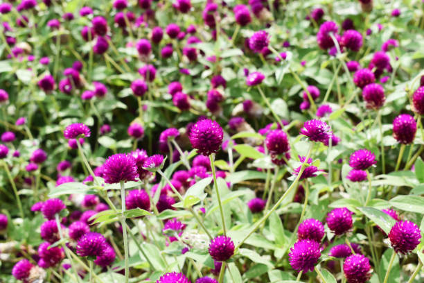istock Thousand red (globe amaranth) flower in the garden 1344386802