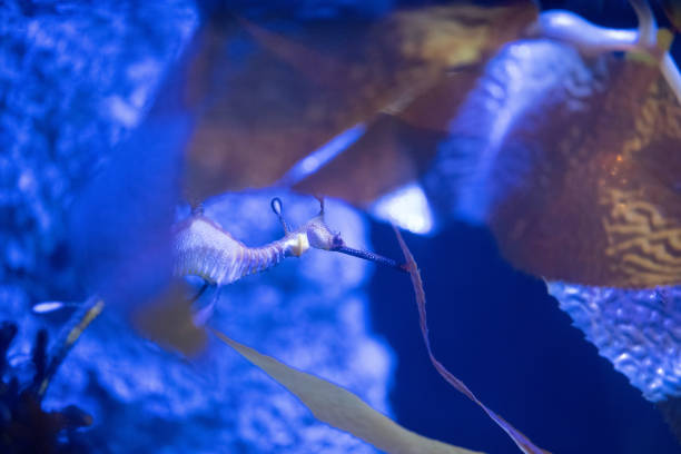 konik morski - selective focus blurred motion undersea underwater zdjęcia i obrazy z banku zdjęć