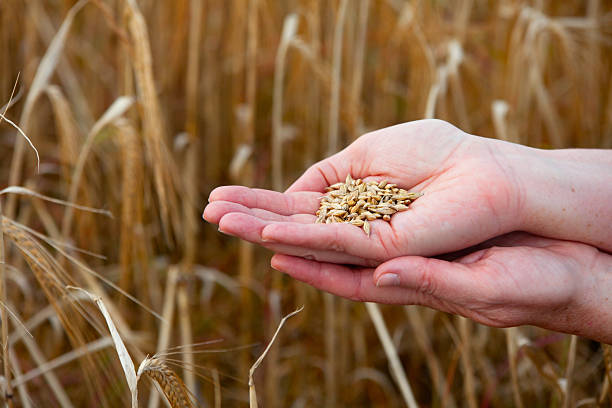 istock crops of barley in the hands 134439061