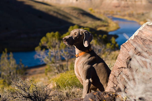 istock Ike the Weimaraner Hunting Dog 134439146