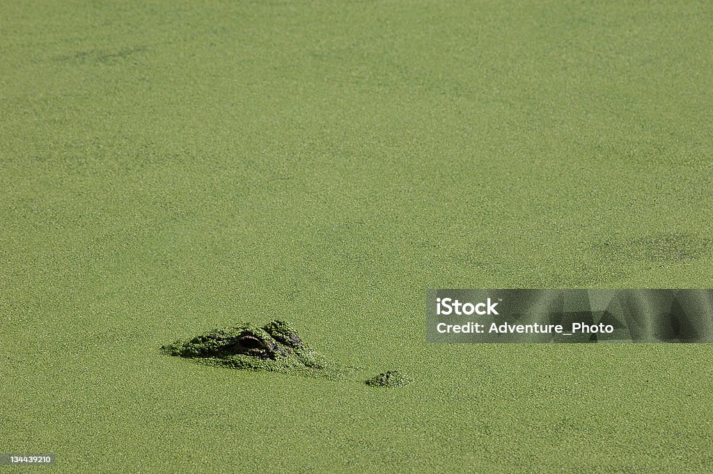 Alligator Submerged in water Florida Everglades Alligator in water Florida Everglades.  An American alligator stalks prey just below the surface in a pond covered in duckweed. Alligator Stock Photo