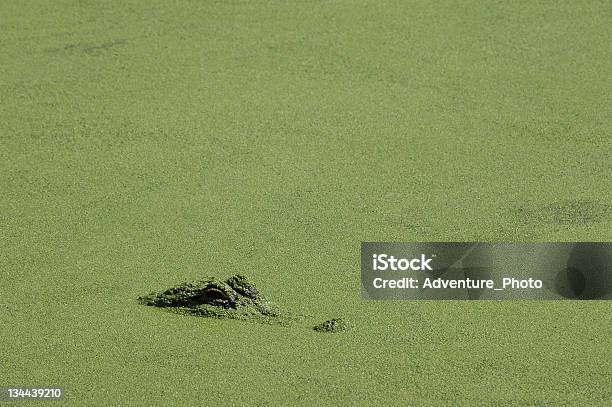 Alligator Submerged In Water Florida Everglades Stock Photo - Download Image Now - Alligator, Everglades National Park, Swamp