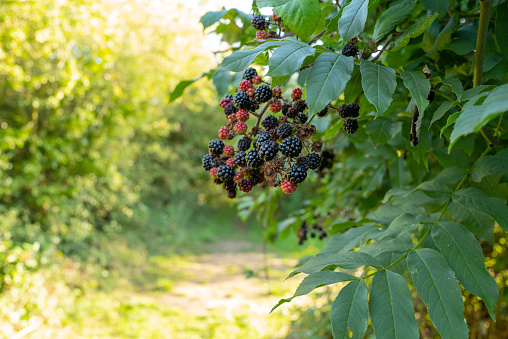 Bunch of ripe wild growing raspberry fruits seen hanging from a Branch. Located down a country lane in early autumn.