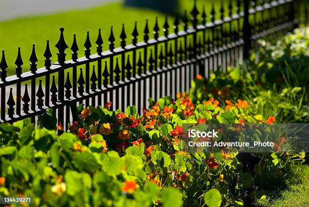 Vedação E Flores - Fotografias de stock e mais imagens de Afiado - Afiado, Ajardinado, Ao Ar Livre