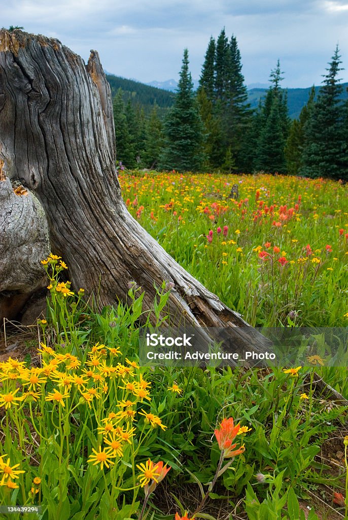 Wildflower Meadow-Schrein Pass, Colorado - Lizenzfrei Colorado - Westliche Bundesstaaten der USA Stock-Foto