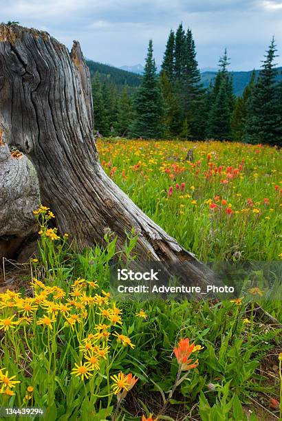 Wildflower Meadowschrein Pass Colorado Stockfoto und mehr Bilder von Colorado - Westliche Bundesstaaten der USA - Colorado - Westliche Bundesstaaten der USA, Fotografie, Im Freien