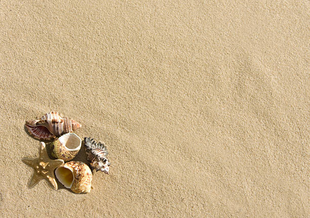 istock cockleshells and starfish lie on beach sand 134439326