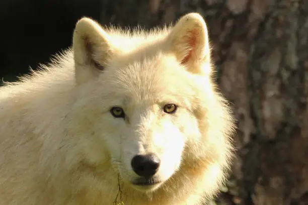 Arctic wolf in wildlife park