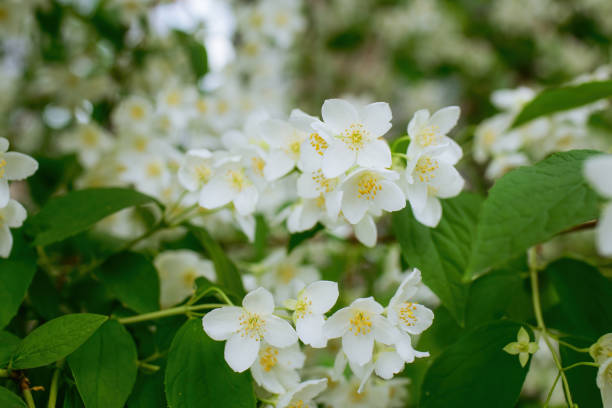 istock Twig with white jasmine flower in spring 1344393603